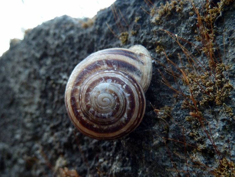 Tre chiocciole siciliane - Eobania vermiculata, Helicidae